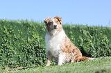 BERGER AUSTRALIEN (Australian Shepherd)